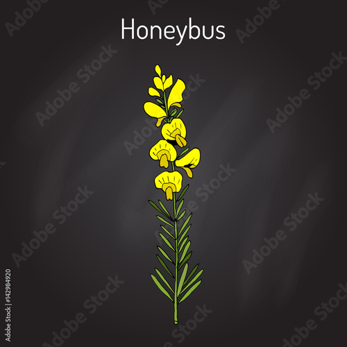 Honeybush Cyclopia intermedia , or Heuningbos, tea plant.