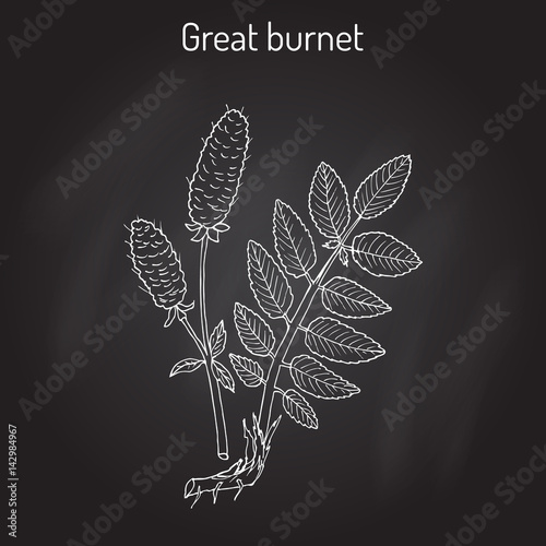 Great burnet Sanguisorba officinalis , medicinal plant