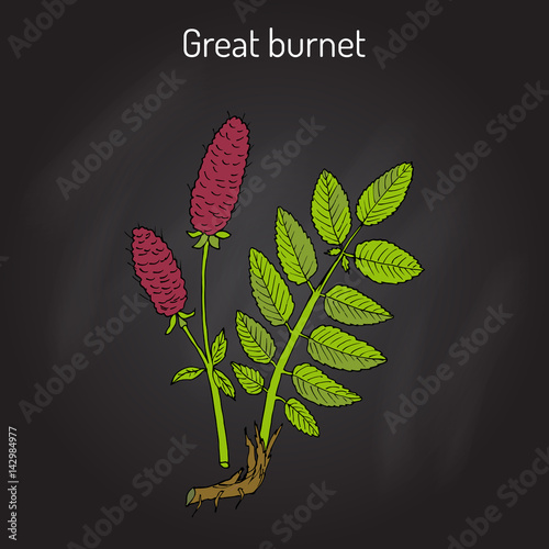 Great burnet Sanguisorba officinalis , medicinal plant