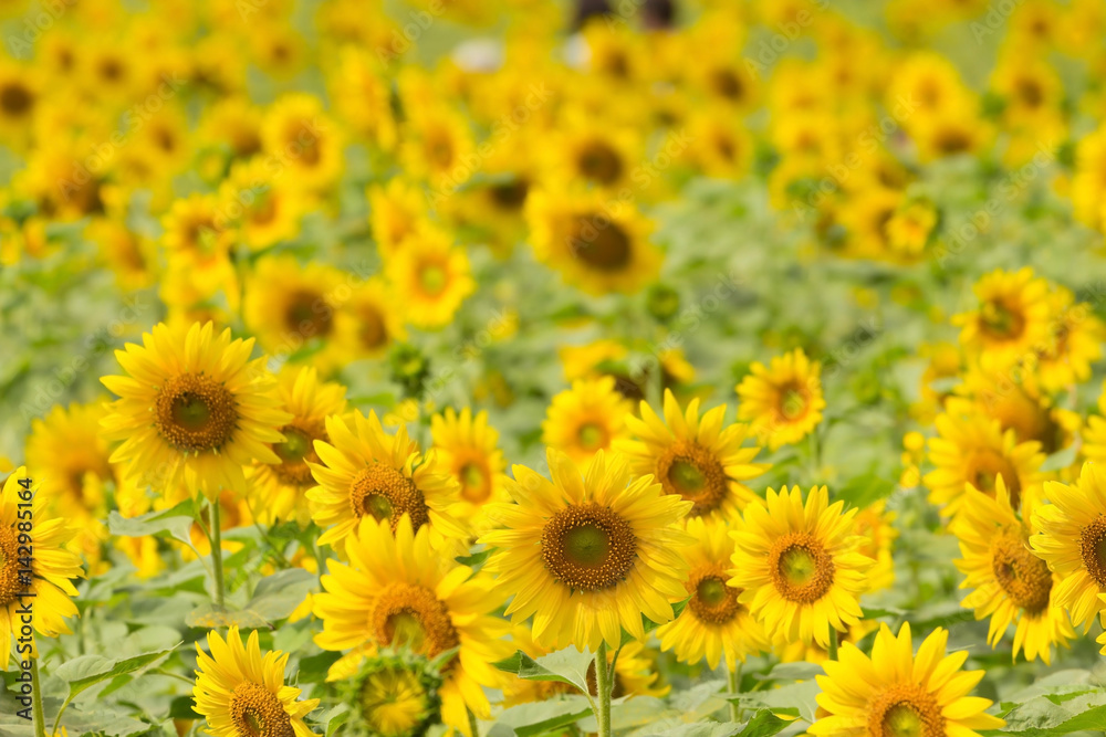 sunflowers field