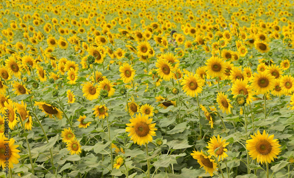 sunflowers field sunflowers field