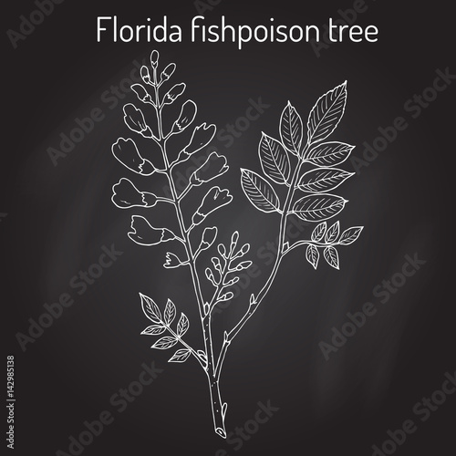 Florida fishpoison tree, or Jamaican dogwood, or fishfuddle Piscidia piscipula , tropical tree photo