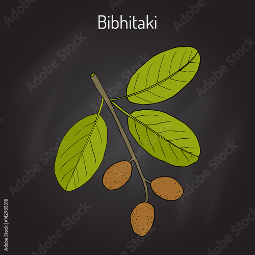 Bahera, or bibhitaki, beleric or bastard myrobalan Terminalia bellirica , medicinal plant photo