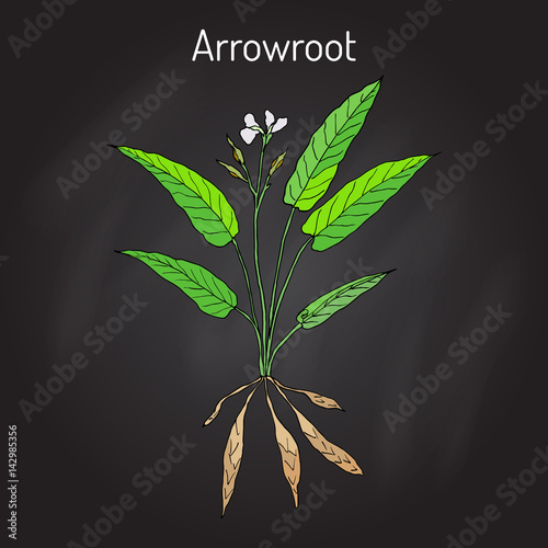 Εκτύπωση καμβά West Indian arrowroot Maranta arundinacea , or obedience plant, araru, ararao