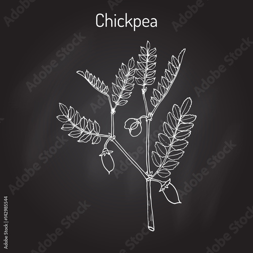 Chickpea Cicer arietinum , or bengal gram, garbanzo bean, egyptian pea