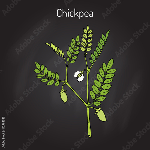 Chickpea Cicer arietinum , or bengal gram, garbanzo bean, egyptian pea