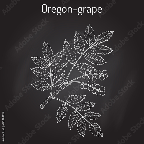 Oregon grape Mahonia aquifolium 