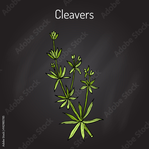 Cleavers Galium aparine , or goosegrass, catchweed, stickyweed, medicinal herb
