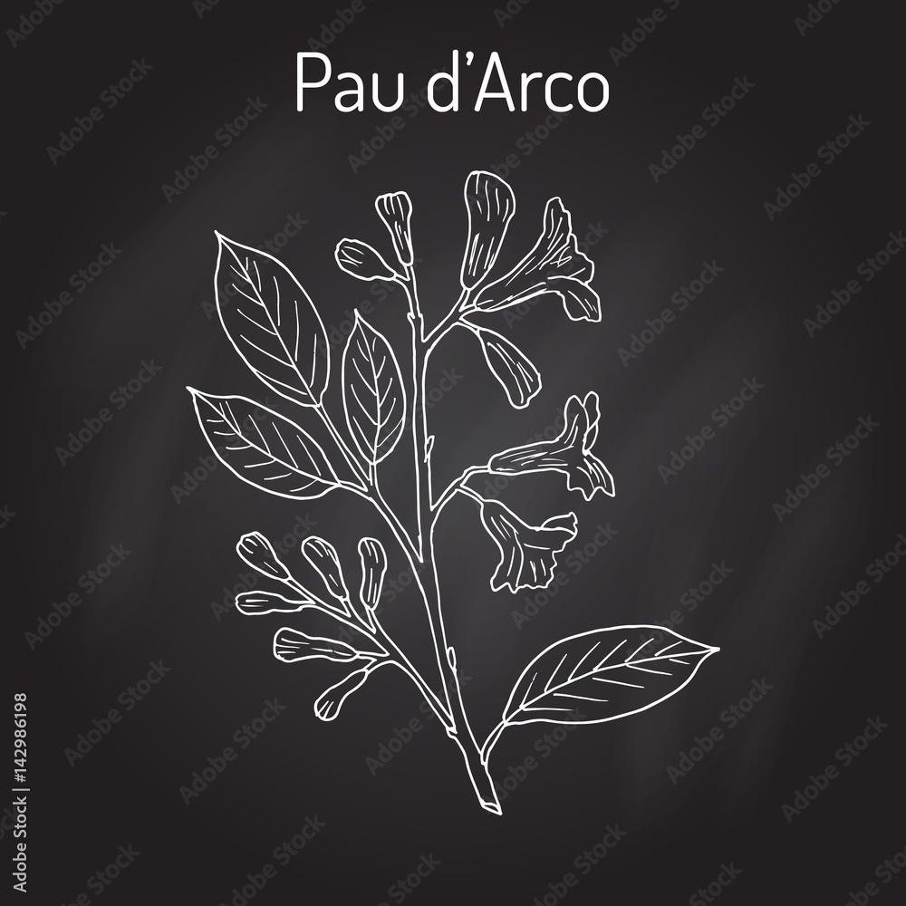 Pau d arco Tabebuia impetiginosa , or trumpet tree, medicinal plant