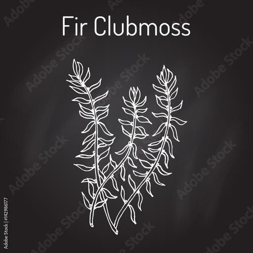 Fototapeta Naklejka Na Ścianę i Meble -  Fir clubmoss Huperzia serrata , northern firmoss, medicinal plant