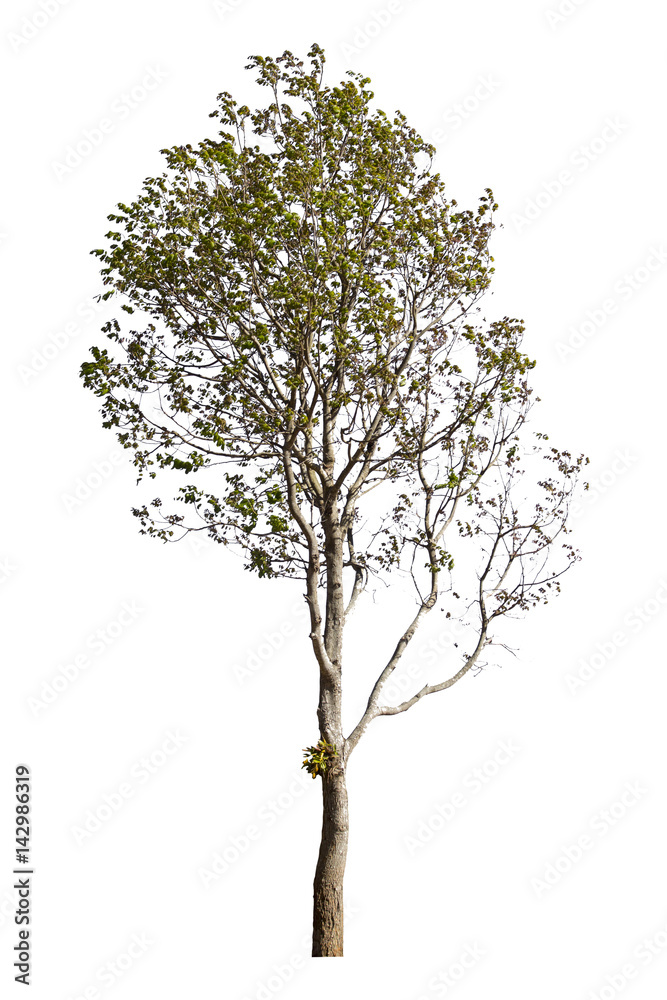 Big tree on white background Big tree on white background