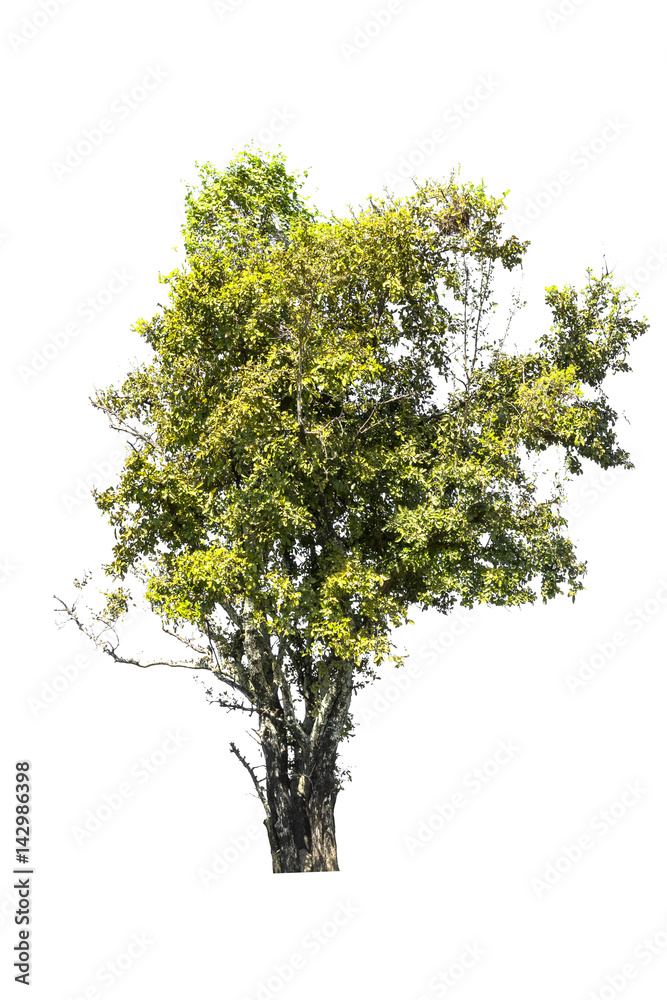 Obraz premium Big tree on white background