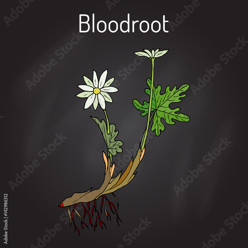 Blood Root Sanguinaria canadensis , medicinal plant photo