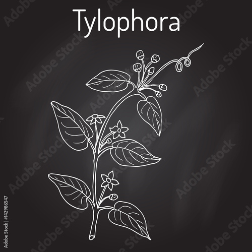 Tylophora asthmatica, medicinal plant