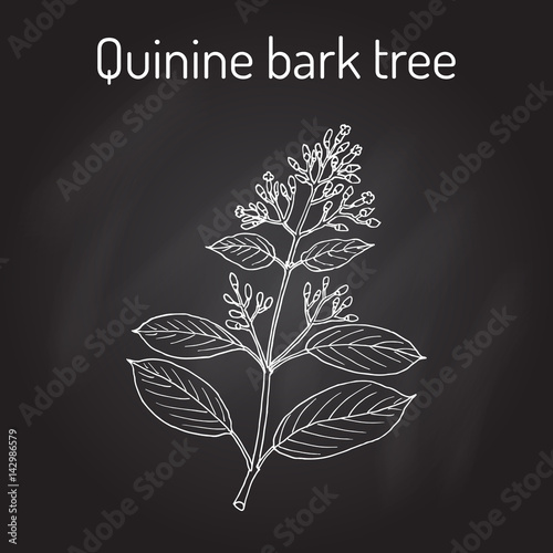 Quinine Bark Tree Cinchona officinalis , medicinal plant photo