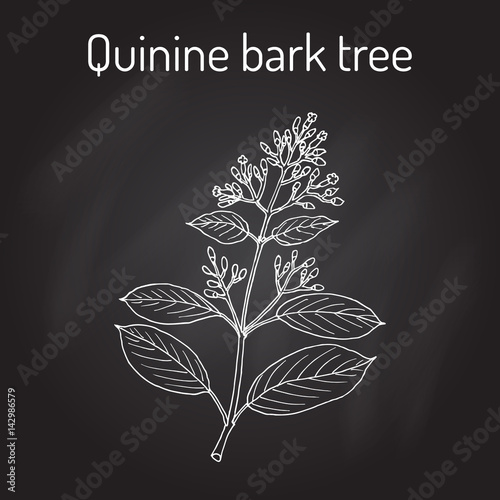 Quinine Bark Tree Cinchona officinalis , medicinal plant