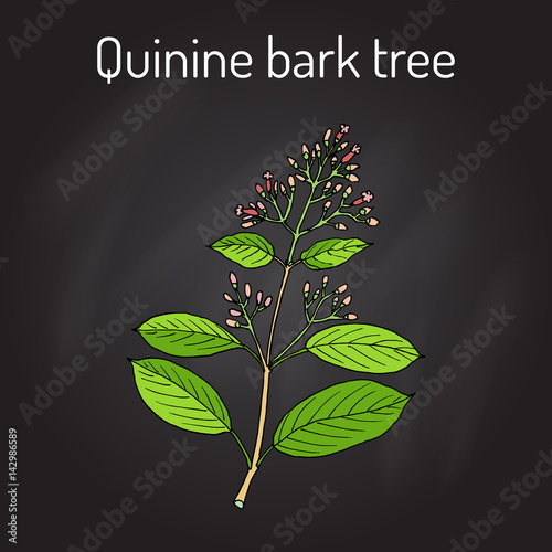 Quinine Bark Tree Cinchona officinalis , medicinal plant