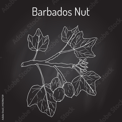Barbados nut Jatropha curcas , tropical poisonous plant