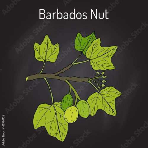 Barbados nut Jatropha curcas , tropical poisonous plant