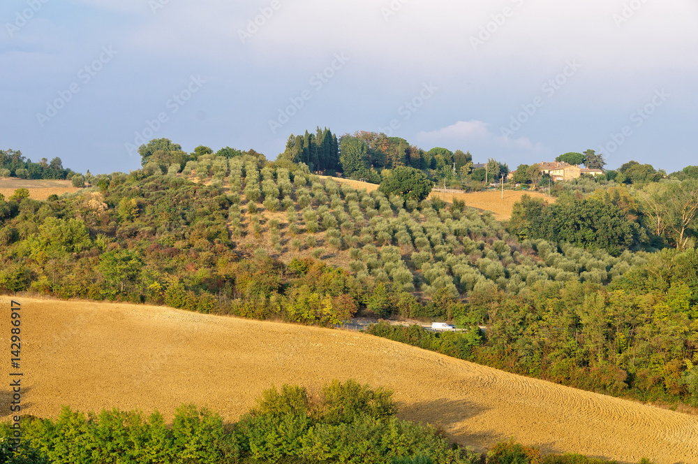 Autumn countryside with olive grove and arable land near Siena in Tuscany, Italy
