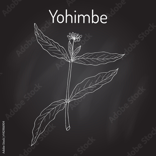 Yohimbe Pausinystalia johimbe , medicinal plant