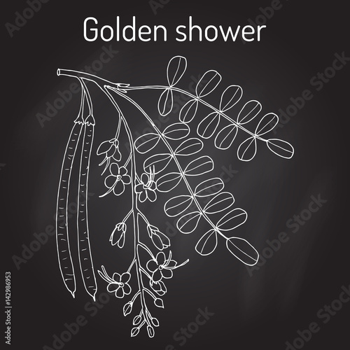 Golden shower, or rain tree Cassia fistula , medicinal plant.