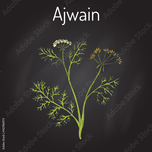 Ajwain trachyspermum ammi , or ajowan caraway, bishop weed, carom - spice herb