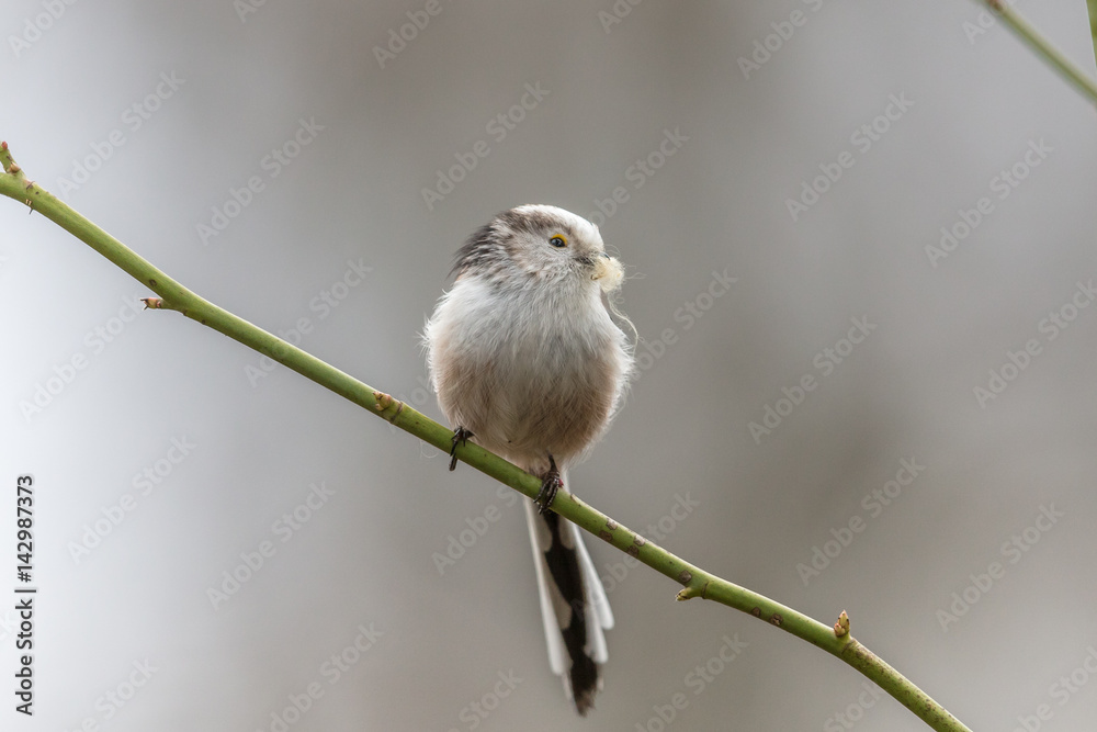 Fototapeta premium Schwanzmeise bei nestbau