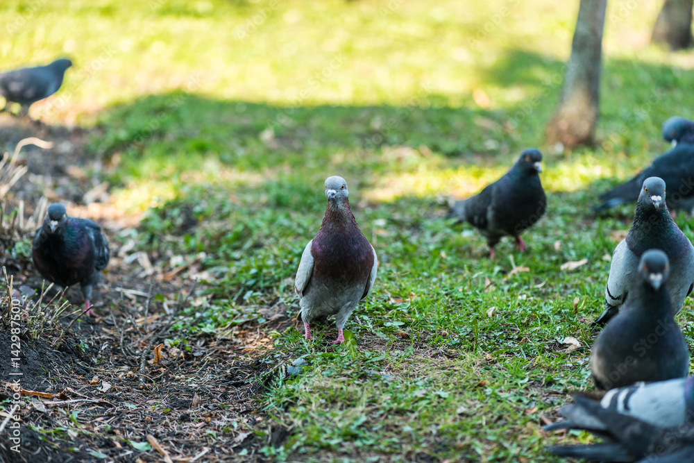 Obraz premium Beautiful Pigeon bird walking on grass in the square. Curious pigeons standing on the grass in a city park. Funny pigeons walking and flying