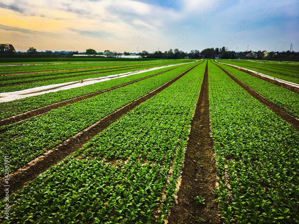 Obraz premium vegetables farmland