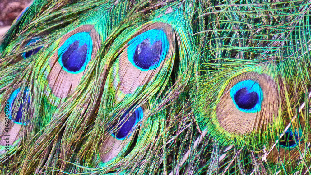 Fototapeta premium Peacock feather. Eilat. Israel