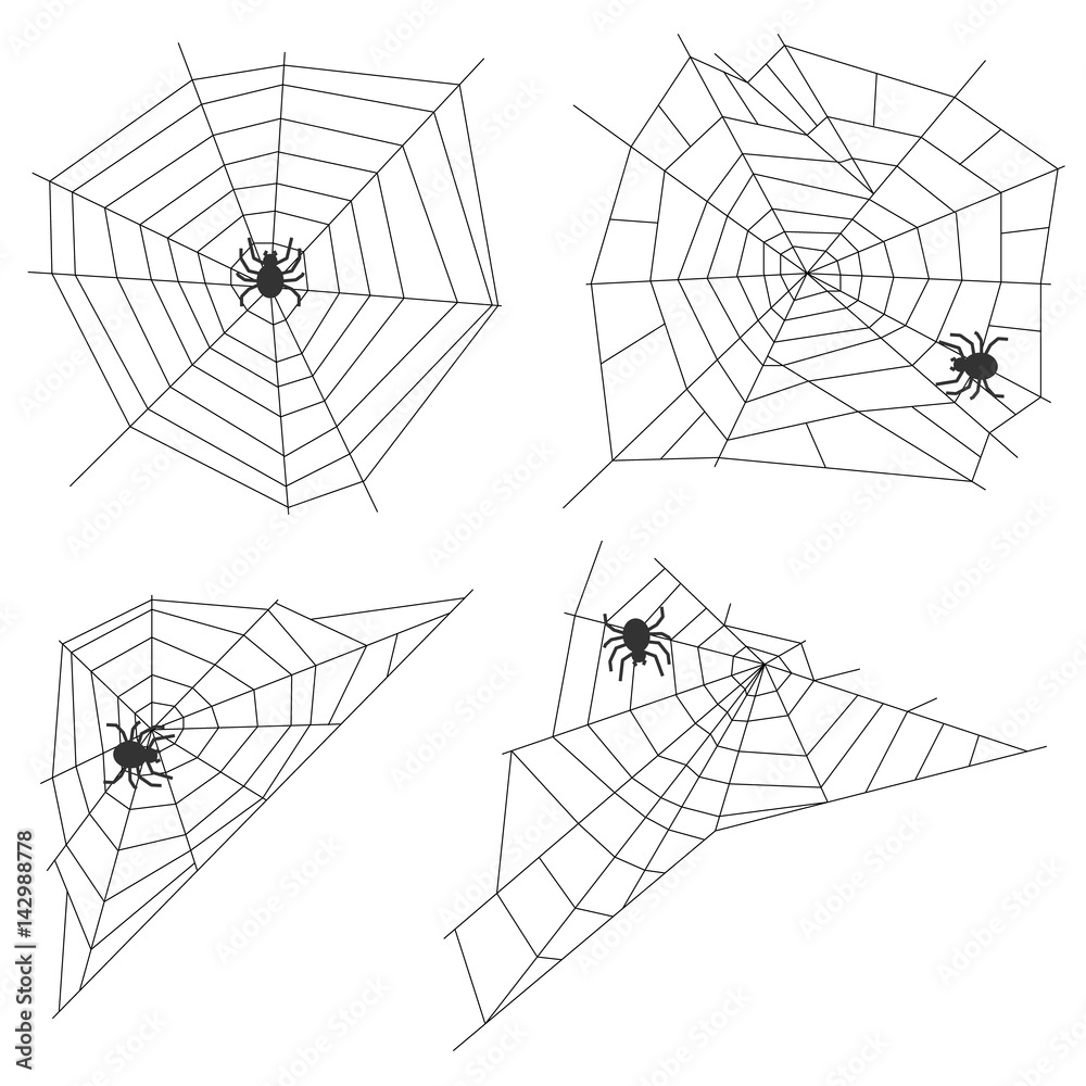 Spider web with a spider
