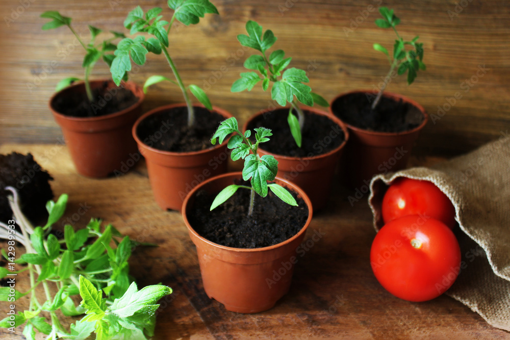Young tomato seedlings on wooden backdround. Gardening concept. Young tomato seedlings on wooden backdround. Gardening concept.
