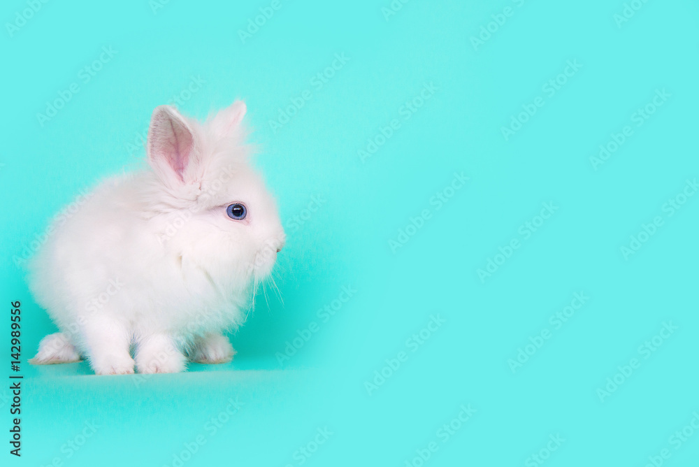 Spring and Easter concept image. Front view of one white bunny rabbit sitting on its paws, over a light blue mint background. High resolution studio image with copy-space. Spring and Easter concept image. Front view of one white bunny rabbit sitting on its paws, over a light blue mint background. High resolution studio image with copy-space.