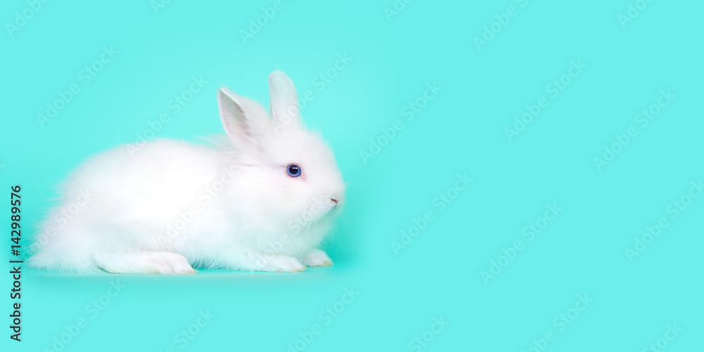 Spring and Easter concept image. Front view of one white bunny rabbit sitting on its paws, over a light blue mint background. High resolution studio image with copy-space. Spring and Easter concept image. Front view of one white bunny rabbit sitting on its paws, over a light blue mint background. High resolution studio image with copy-space.