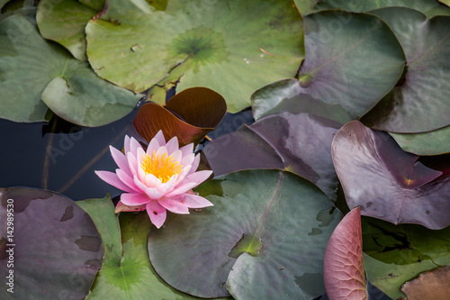 Water Lily in Hamilton lake, New Zealand