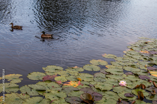 Duck swimming amongst the water lilies
