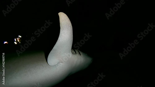 Tawny nurse shark - Nebrius ferrugineus swims in the night, Indian Ocean, Maldives
 photo