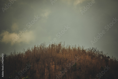 Sky above the trees in the forest with mountain background in vintage tone.