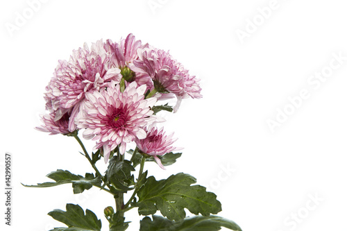 purple chrysanthemum flower © 1981 Rustic Studio