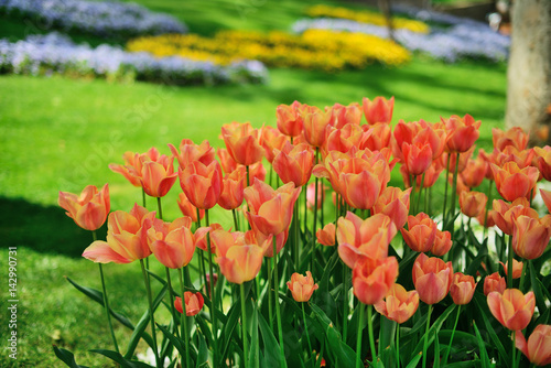 Tulips in Gulhane Park  Sultan Ahmet  Istanbul  Turkey.