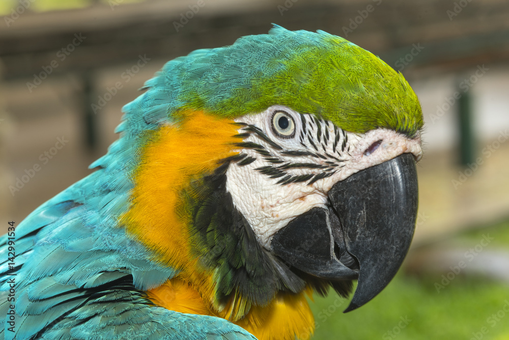 Close up blue and gold Macaw