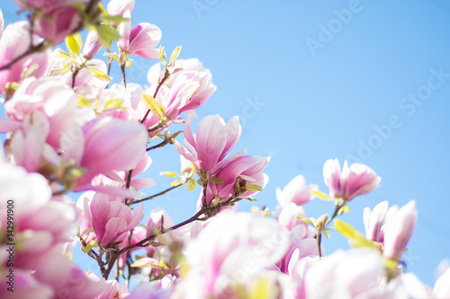 Rosa Magnolienblüten im Frühling  © Patrick Daxenbichler