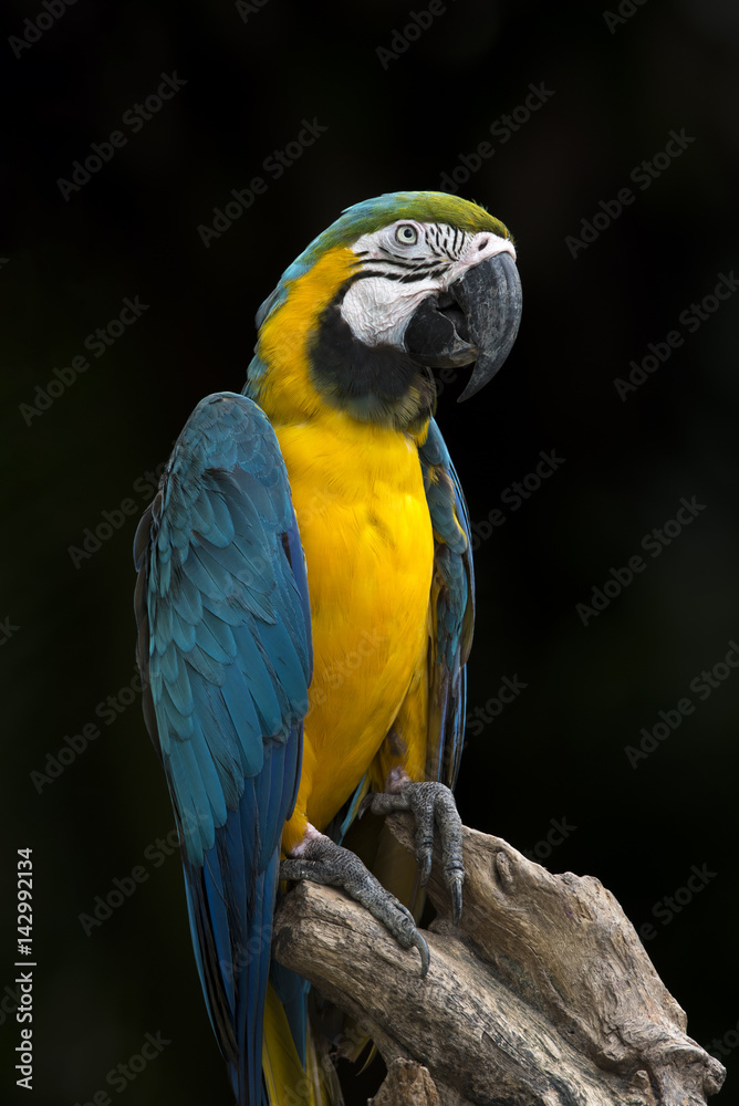 Close up blue and gold macaw , beautiful parrot Close up blue and gold macaw , beautiful parrot