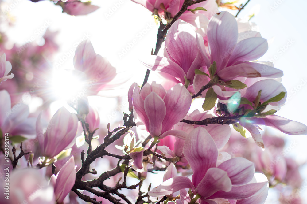 Rosa Magnolienblüten im Frühling, Sonnenstrahlen