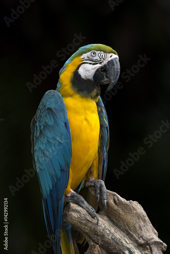 Close up blue and gold macaw , beautiful parrot