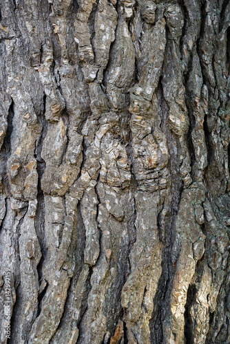 Fototapeta Naklejka Na Ścianę i Meble -  tree bark dark texture