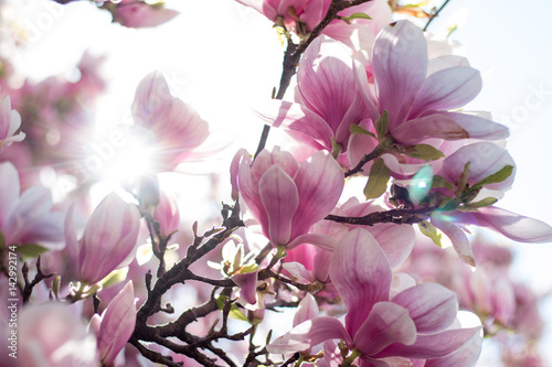Rosa Magnolienblüten im Frühling, Sonnenstrahlen © Patrick Daxenbichler