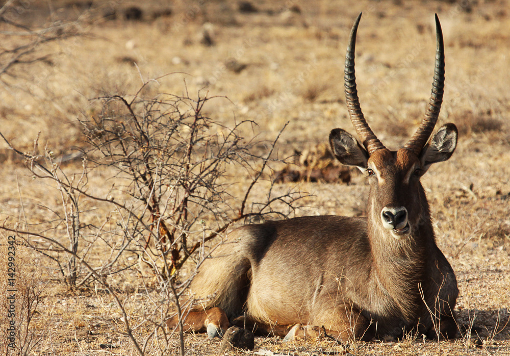 Naklejka premium Waterbuck sitting