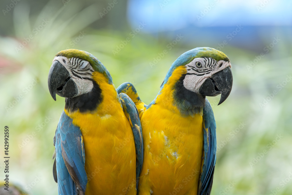 Close up blue and gold macaw , beautiful parrot